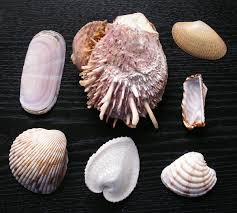 Wunderbare tauchen sie ein in die welt der muscheln. Muscheln Wikipedia