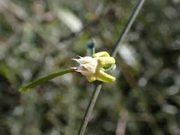 Image result for Apocynaceae subfamily Periplocoideae