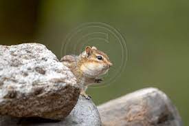 Chipmunks And Squirrels 40 Chippy Af3a4365 May 16 2020 Chippy Squirrel Image