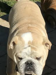 Pin By Karen Walton On English Bulldogs English Bulldog Bulldog Cute Animals