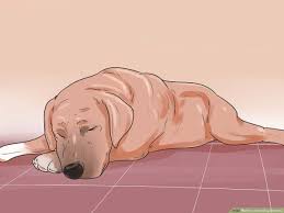 However, make sure your dog has access to plenty of water during this period so it doesn't get dehydrated. How To Treat Dog Diarrhea 14 Steps Wikihow