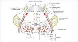 Entdecke rezepte, einrichtungsideen, stilinterpretationen und andere ideen zum ausprobieren. Brainstem Textbook Of Clinical Neuroanatomy 2 Ed