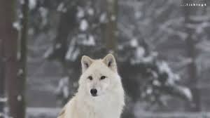 Check spelling or type a new query. White Wolf Anime Gif Novocom Top