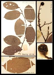 Image result for Cryptocarya