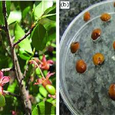 Image result for Brackenridgea