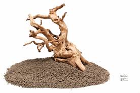Spider Wood Aquarium Driftwood 11 X5 X9 Lxwxh Stump Wysiwyg Spiderwood Bird Reptile Home Decor In 2020 Aquarium Driftwood Fish Tank Terrarium Live Aquarium Plants