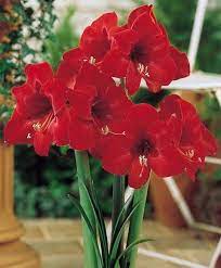 Amaryllis Floris Hecker Royal Dutch Single Amaryllis Amaryllis Flower Bulb Index Amaryllis Plant Bulb Flowers Amaryllis Flowers