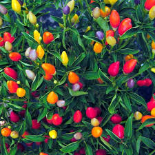 Chinese 5 Color Pepper Pepper Seeds Pepper Joe S Hot Peppers Plants Pepper Plants Stuffed Hot Peppers