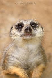 Meerkat Meerkat Meerkat Animals Dog Cat
