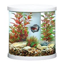Angga hsp kidah | 085766663692 🌊 owner @artiscupang.krt 🌊 saller betta. Top Fin Bettaflo Trade Soothe Trade Betta Aquarium 3 5 Gallon Fish Starter Kits Petsmart