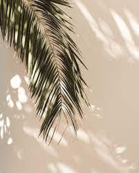 We are inspired each day by the endless beauty that california has to offer. Aesthetic Beige Wallpaper Palm Trees Novocom Top