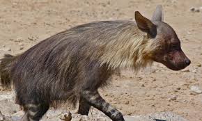 Lions, elephants, giraffes, hippopotamus, cheetas, black and white rhinos, wildebeest, hyenas, vultures, black backed jackals, ostriches, zebras, seals, dikdiks (a tiny antelope species), baboons, springboks, wild dogs, kudus and oryx (or oryxes). Namibia S Rare Desert Adapted Wildlife Namibia Experience