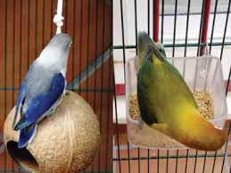 Sangkar besi lovebird yang rusak bila rangka jari jari bagian. Tips Cara Mudah Mengatasi Lovebird Ngeruji Di Sangkar