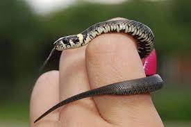 The general size of all hognose snakes which are kept as pets usually drops. Cutest Pet Snake Breeds With Pictures Embora Pets