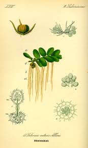 Image result for Salviniaceae