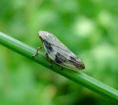 Reclaim it has a long residual effect so spraying quarterly will keep spittlebugs and other problem pests away all season long. 7 Tips On How To Get Rid Of Spittlebugs Organically Naturally On Plants Garden Ambition