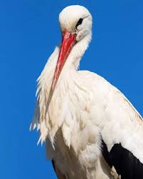 Birds That Start With R Pin On Birds