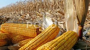 It is the perfect summer salad for potlucks, picnics, and barbecues. Ripe Corn Cob On Field Stock Video Pond5