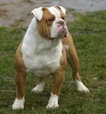 Royaldawg Family Olde Bulldogge Forum Bulldog Bulldog Puppies Bully Breeds Dogs
