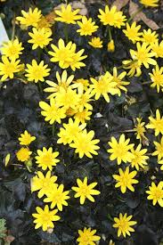 Image result for Brazzeia soyauxii