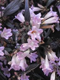 Image result for Strobilanthes anisophylla
