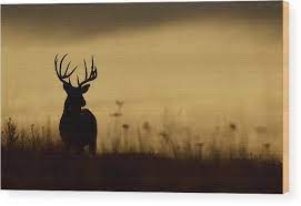 Sunset against three and deer silhouette. Whitetail Buck Deer Silhouette Flipped Version Wood Print By Tom Reichner