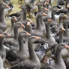 Foie Gras Ventes Directes En Region Nord Pas De Calais