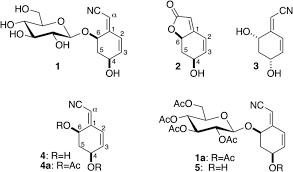 Image result for Campylospermum densiflorum