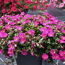 Image result for Mechowia grandiflora