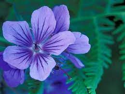 Wild Geraniums Of The Aleutian Islands Alaska Usa Photographic Print Darrell Gulin Art Com Wild Geranium Geraniums Dahlia Flower