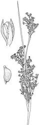 Image result for Juncus kraussii