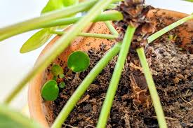Image result for Pilea angolensis