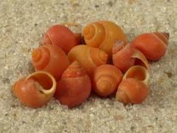 Image result for Pycreus muricatus