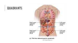 The human abdomen is divided into quadrants and regions by anatomists and physicians for the purposes of study, diagnosis, and treatment. Body Planes Cavities Quadrants And Directional Terms Ppt Download