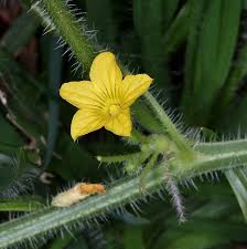 Image result for Cucumis anguria