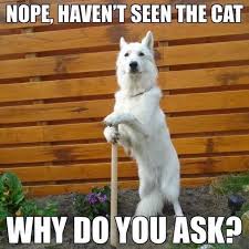 Nope Haven T Seen The Cat Why Do You Ask Ifunny In 2020 Funny Animal Jokes Funny Animal Memes Dog Jokes