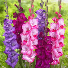 Image result for Gladiolus hollandii