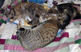 Cat Circuit Is Formed With Connections The Way Of Cats