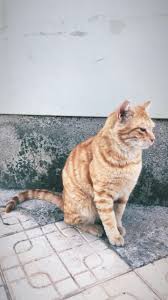 Kedi Fakestory Minik Kedi