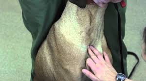 My assistant would firmly grasp the nape of the cat's neck with her left hand while simultaneously using her right arm to press the cat's body close to hers and down against the table. Jugular Restraint With Venipuncture On Large Dog Youtube