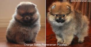 Black And Brown Pomeranian Price Orange Sable Pomeranian Puppies Pomeranianpuppy Pomeranian Pomeranians Poms Pom Pomeranian Colors Dogs Pomeranian Puppy