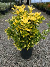Image result for Ozoroa marginata