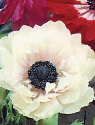 Google Image Result For Http Www Vogelvry Com Au Images Anemone St Brigid Pink And White Jpg Bulb Flowers Anemone Flower Garden Design