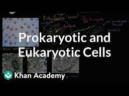 For my animal attack project i created a whale that has an eye that gets smaller. Prokaryotic And Eukaryotic Cells Video Khan Academy