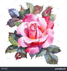 گل رز گل رز جدا شده بر روی زمینه سفید نقاشی های گیاهی با آبرنگ مداد رنگی  عکس 1415843 : پارس استاک - شاتر استوک پارسی