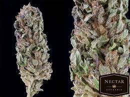 Purple Lightning Strain Marijuana Strain Reviews Allbud