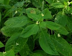 Image result for Impatiens psychadelphoides