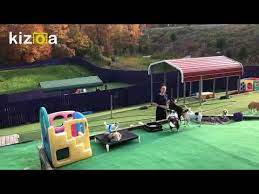 Maybe you would like to learn more about one of these? Best Friends Fur Ever Small Dogs Having Fun Joppa Maryland Youtube