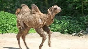 Start studying is camel a。mammal. Camel Kids Britannica Kids Homework Help