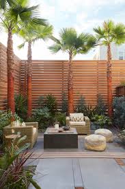 Image result for Washingtonia robusta